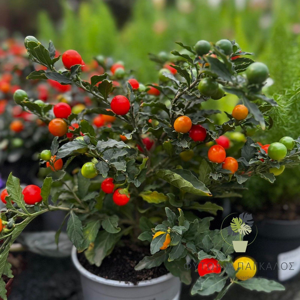 Σολάνουμ (Solanum pseudocapsicum) | Διακοσμητικό Φυτό με Κόκκινους Καρπούς - 2